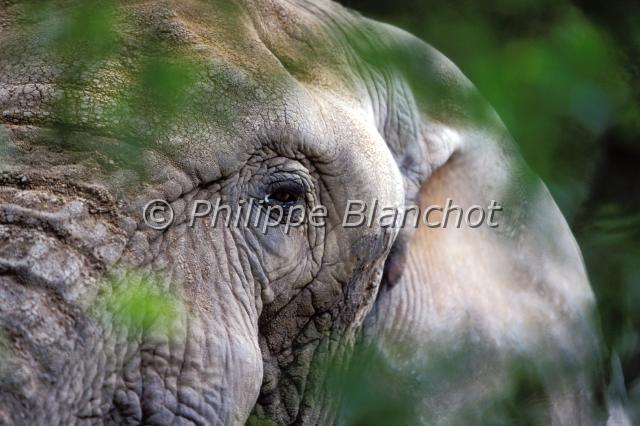 loxodonta africana 2.JPG - Elephant d'AfriqueLoxodonta africanaAfrican Bush ElephantProboscidea, Elephantidae